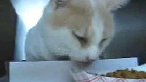Watch the video about Van, the Turkish Van shelter cat
