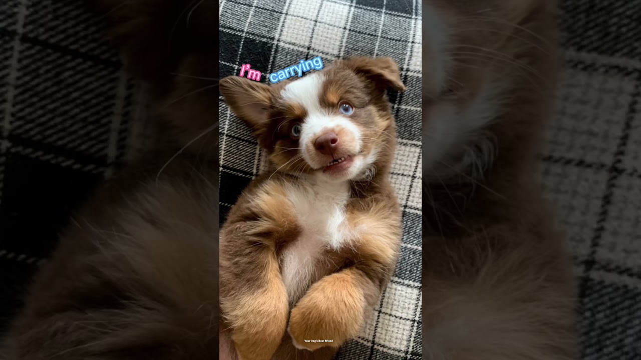 Dog hair, don’t care YouTube