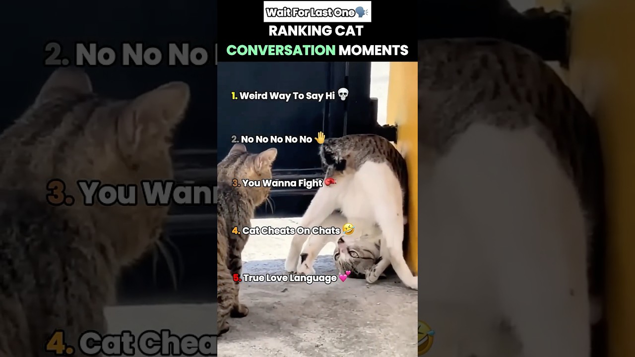 Cats Are Slowly Evolving 😮