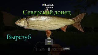 Русская Рыбалка 4 Северский Донец, Вырезуб.