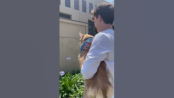 I Tried Walking My Cat On A Leash Cats Vlog 