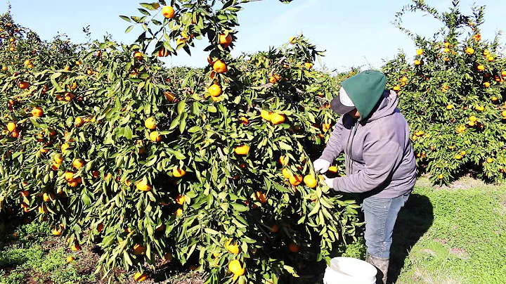 Family citrus farm celebrates 50th anniversary