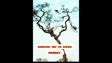 cheetah try attack on monkey #animals #viral