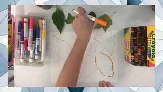 Organic Shape (Leaves)—3rd Grade