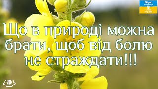 Що в природі можна брати, щоб від болю не страждати