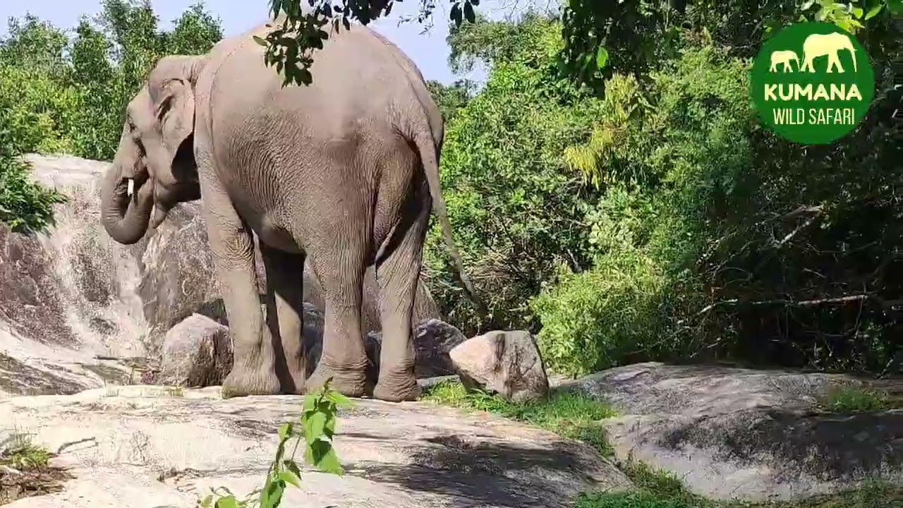 An elephant drinking water in kumana national park.@elephant
