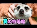 ミーアキャットが占領した場所をカワウソが・・・