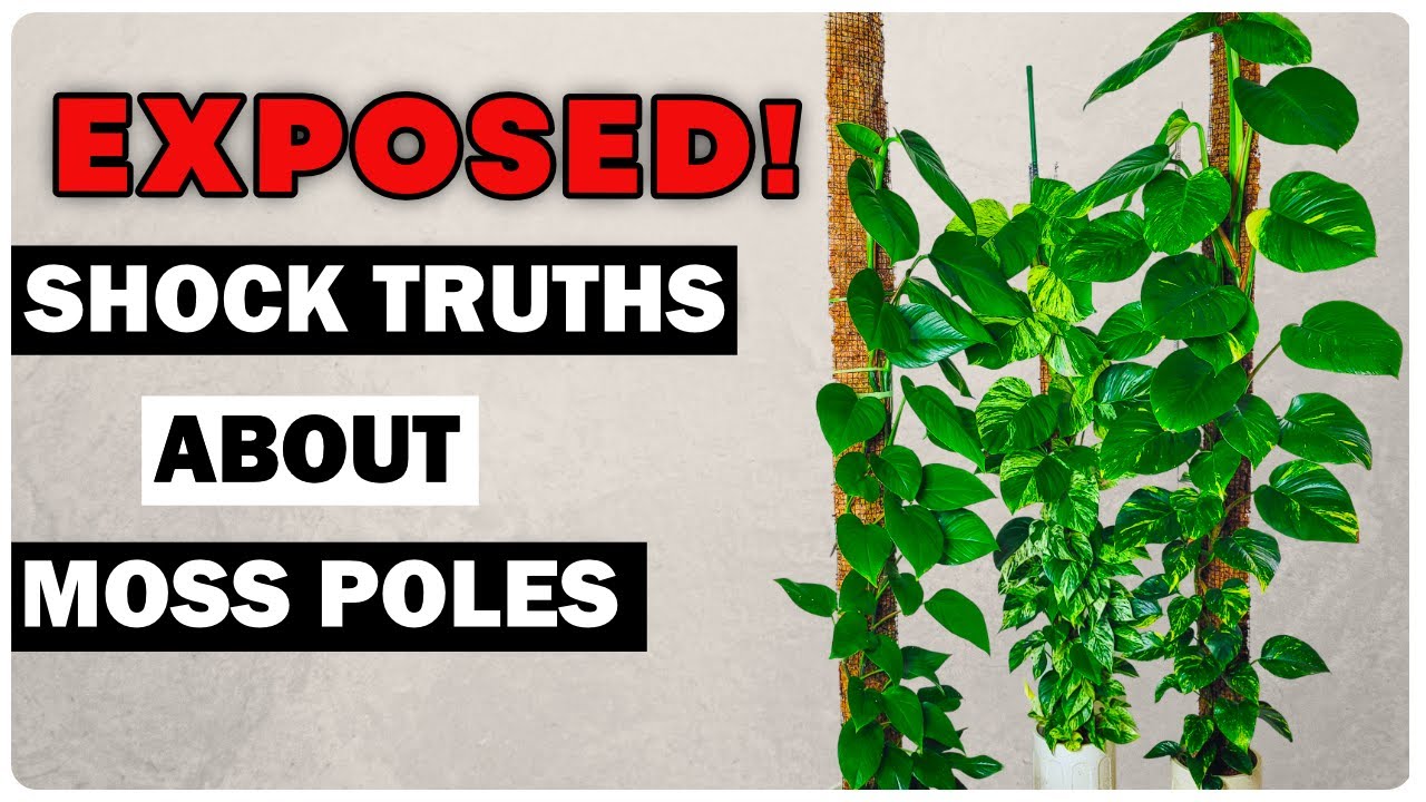 Moss Poles Are A BAD Idea The Ugly Truth REVEALED