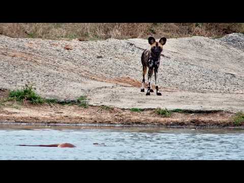 Wild Dogs Chase Impala into the Water!