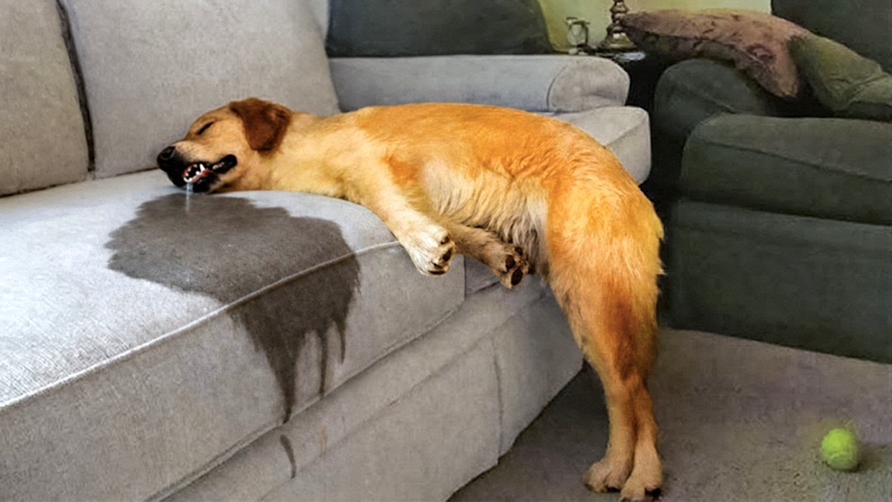 Funniest Animals Falling Asleep 😂 Try Not to Laugh
