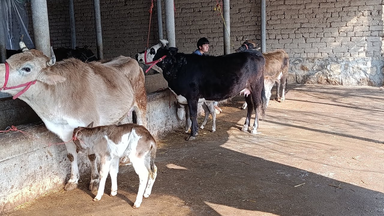 ГОВИ ФУРУШИ ГУСОЛАДОР АРЗОНАК НОМЕР 911217221 ТОЗА 29 ЯАНВАР 2026