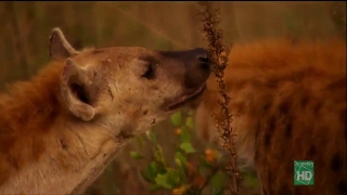 NATGEO DOCUMENTARY - HYNEAS QUEEN - Nat Geo Wild..