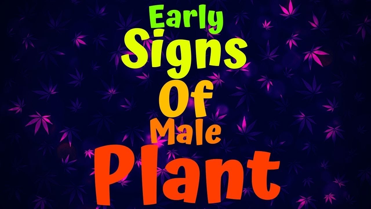Early Signs Of Male Plant - YouTube