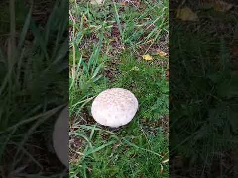 грибы головач