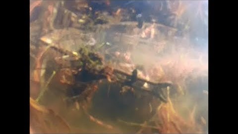 MUSKRAT TRAPPING! GoPro Hero 2 on the rat trap line!