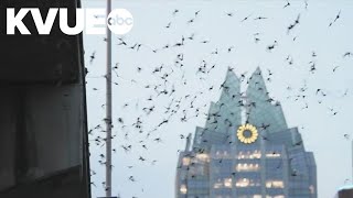 When bats invaded Downtown Austin | The Backstory