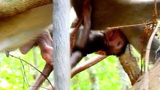 Pity Baby Monkey Tanya Hurt & Crying Loudly Baby Tanya Interact With The Roots Sounds Monkey