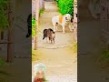 बिल्ली और कुता में लड़ाई देखो कैसे हुआ है #cat #funny #cuteanimal