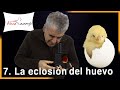 La ECLOSIÓN del HUEVO: cómo SEXAR tus POLLITOS 🐥. Cap VII