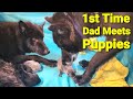 1st Time Dad Meets His Puppies - New Lycan Shepherd Litter