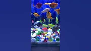Fish / Cá Cánh Buồm #cávàng #aquarium #concá #cácảnh #thủysinh