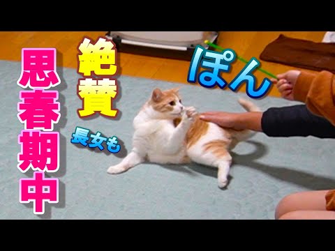 思春期の娘を持つパパは猫にも娘にもあしらわれる!?【スコティッシュフォールド】【アビシニアン】