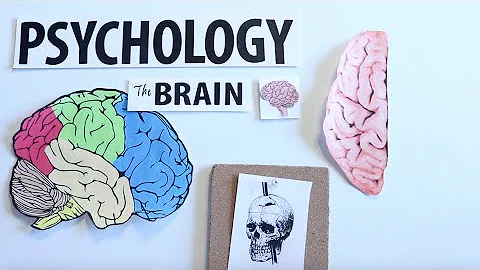 AP Psychology- The Human Brain - DayDayNews