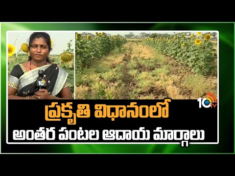 ప్రకృతి విధానంలో అంతర పంటల ఆదాయ మార్గాలు | Organic Farmer Manohara Chari Suggestions | 10tv News - 10TVNEWSTELUGU