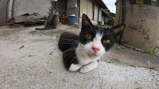 【猫の集会】港町の猫の溜まり場に行ってきた。