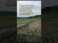 semoga ada rizki'ny🙏#katabijak #sawah#pencarirezeki#sorotan#likee#subrice#shortvideo#youtubeshorts