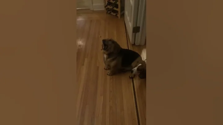 Gigi vs. Treat