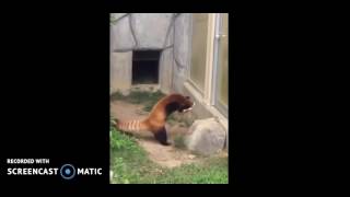 Red Panda Scared Of A Rock