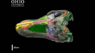 WitmerLab: Tyrannosaurus rex brain, nasal cavity, and other air spaces - Roll