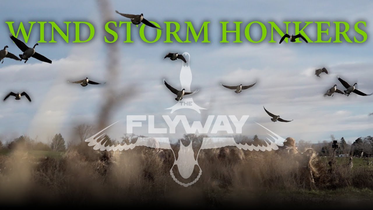 Штормовые ветряные гоготы | Охота на гусей