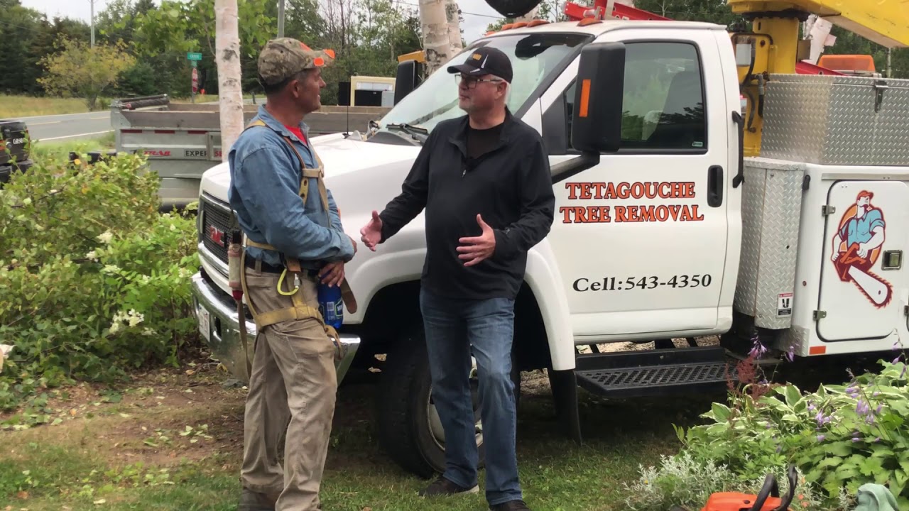 The Northern Heat Report Tetagouche Tree Removal YouTube