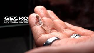 How to Create a Cement Desert Terrarium l A Year Later: Gecko Babies Hatch @ferretwonderland