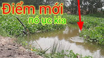 Câu cá tra sông ơ tân phước Tiền Giang và điểm câu có rất nhiều cá ục
