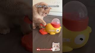This cute cat di what? #cat #youtubeshorts #shorts