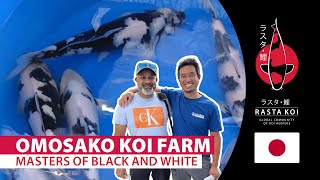 Omosako Koi Farm Nov 2022
