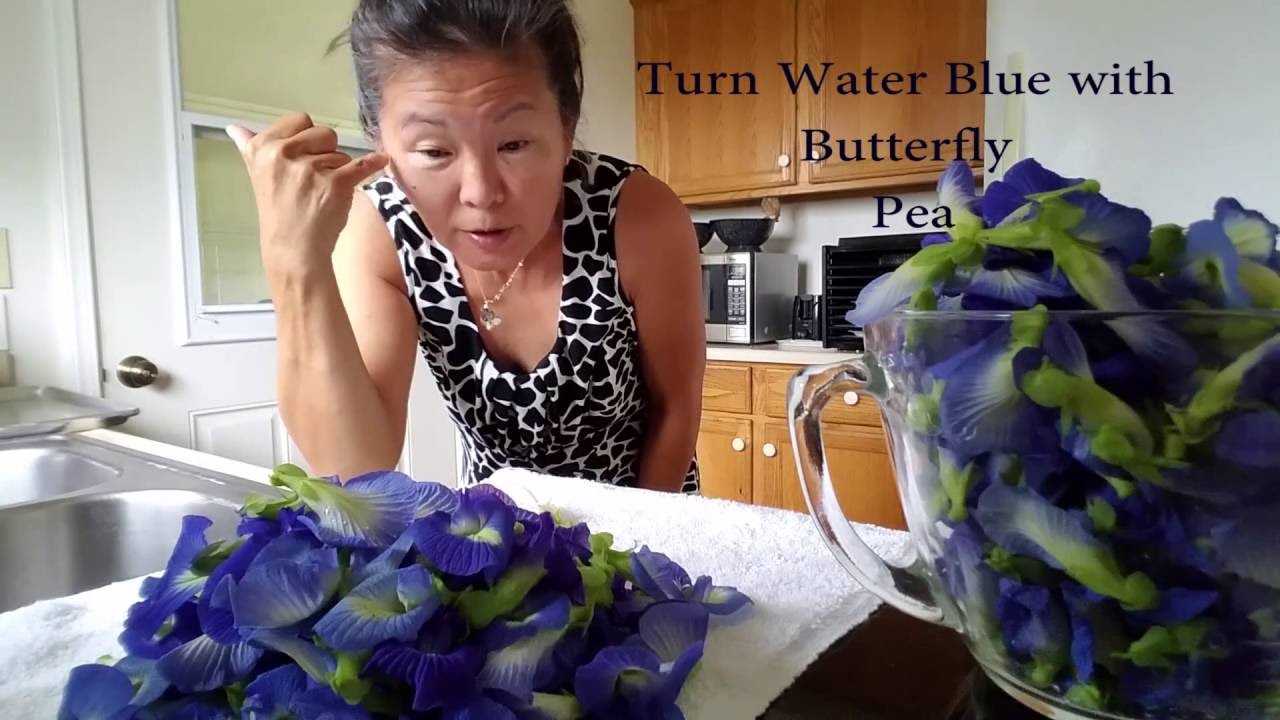 Butterfly Pea Flowers Turn Water Indigo Blue - YouTube