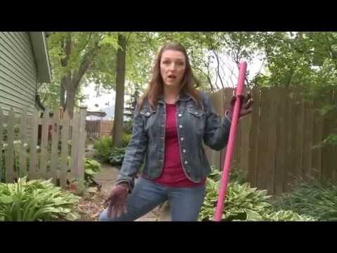 How to Divide a Hosta and Get Larger Leaves hqdefault