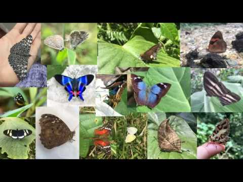 Video: Urania Madagaskar. Beschreibung und Fundgeschichte