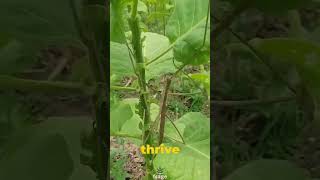 Chans Megastick Exploring The Worlds Longest Insect In Borneos Heart