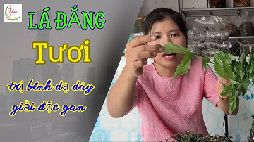 Lá Đắng Tươi Tây Bắc Như Nào | Giá Lá Đắng là 200k/1kg | trị bệnh dạ dày bằng lá đắng #ladangtaybac