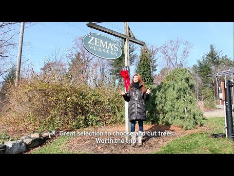 Video: New Year Beauties - Christmas Trees From The Victor Garden Plant Nursery