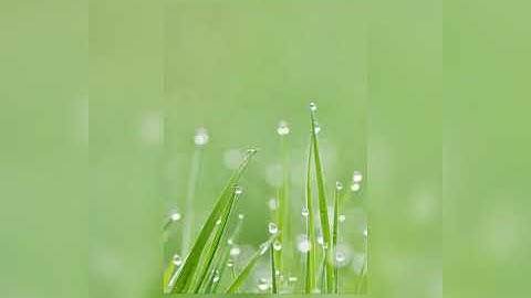 تلاوة من سورة ق _شاكر الشرعبي.