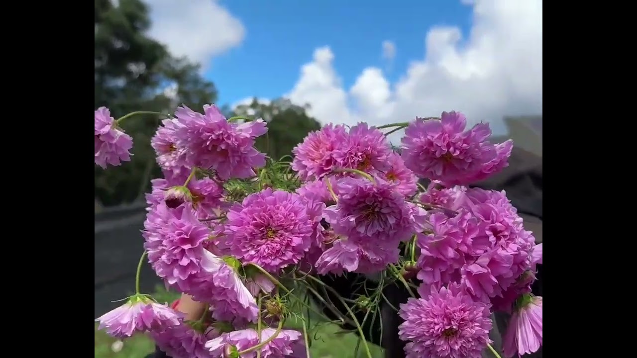COSMOS DOUBLE CLICK ROSE BON BON