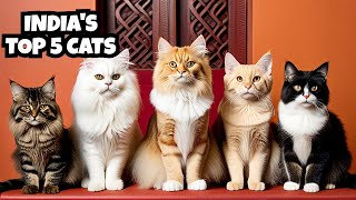TOP 5 CAT BREEDS| INDIA| 2022 #persian cat #himalayan cat breed #bombay cat breed #maine coon ca
