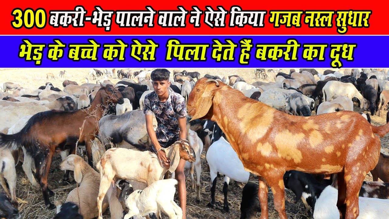 🐐300 बकरी-भेड़ पालने वाले ने ऐसे किया गज़ब नस्ल।। 🐐300 Bakri-Bhed ka ...