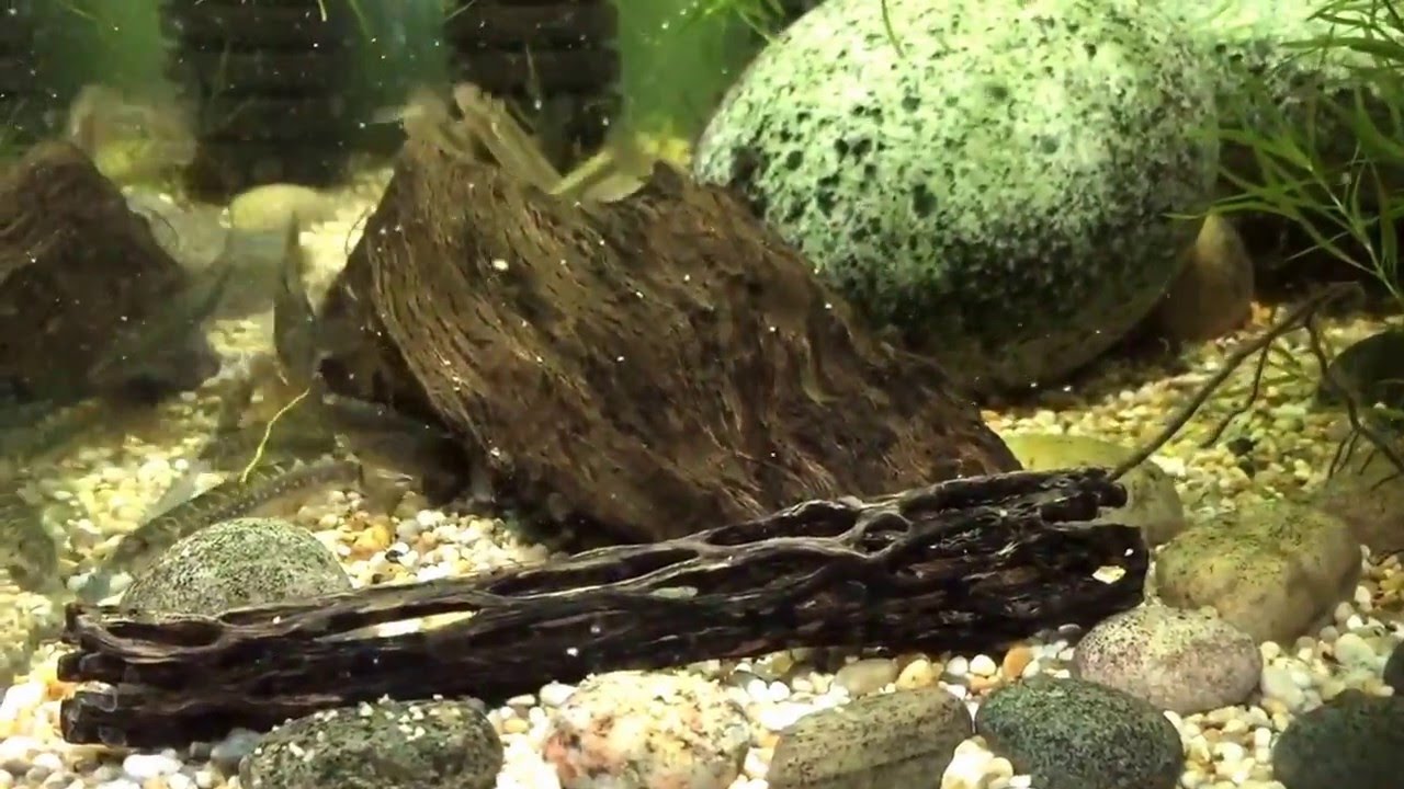 Mesonoemacheilus guentheri spawning group